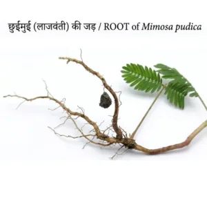 chui mui ki jad lajwanti root original