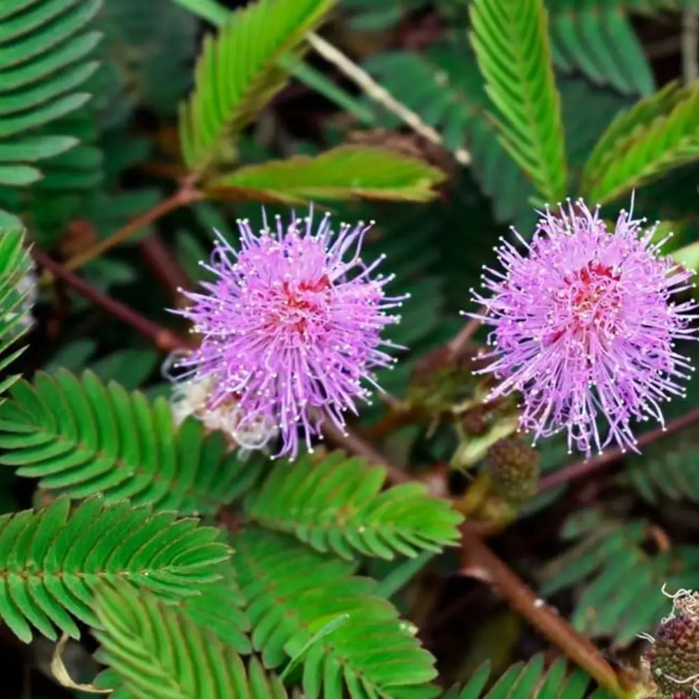 Chui Mui (Lajwanti) Plant – Natural Source Lajwanti chui mui plant root source natural plant