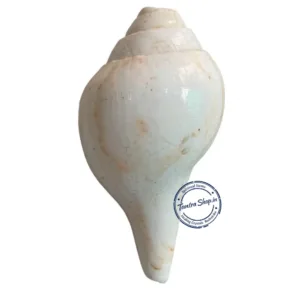 Premium blowing shankh conch shell natural display