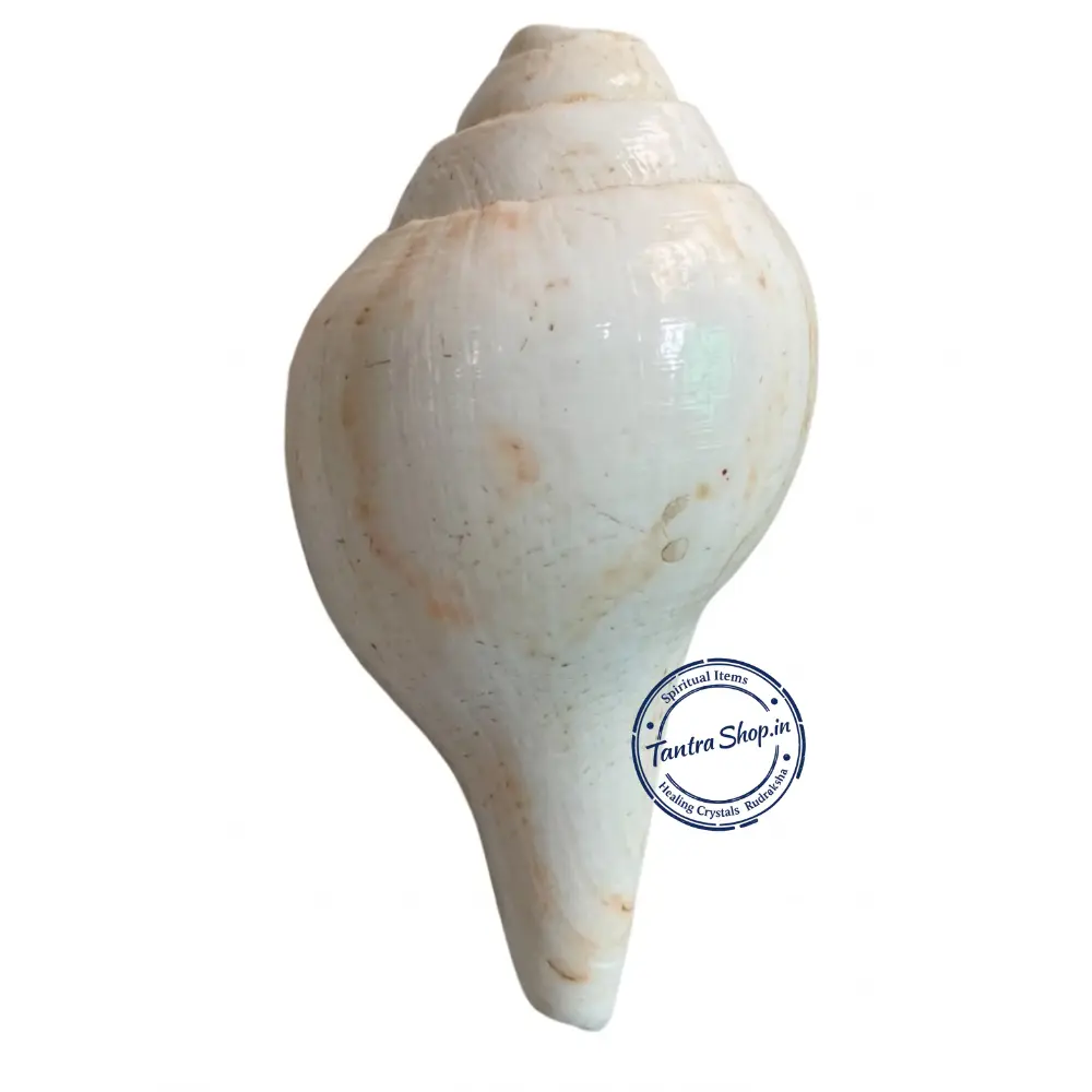 Premium Blowing Shankh – Natural Conch Shell Display Premium blowing shankh conch shell natural display