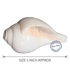 Shankh mouthpiece close up blowing conch shell