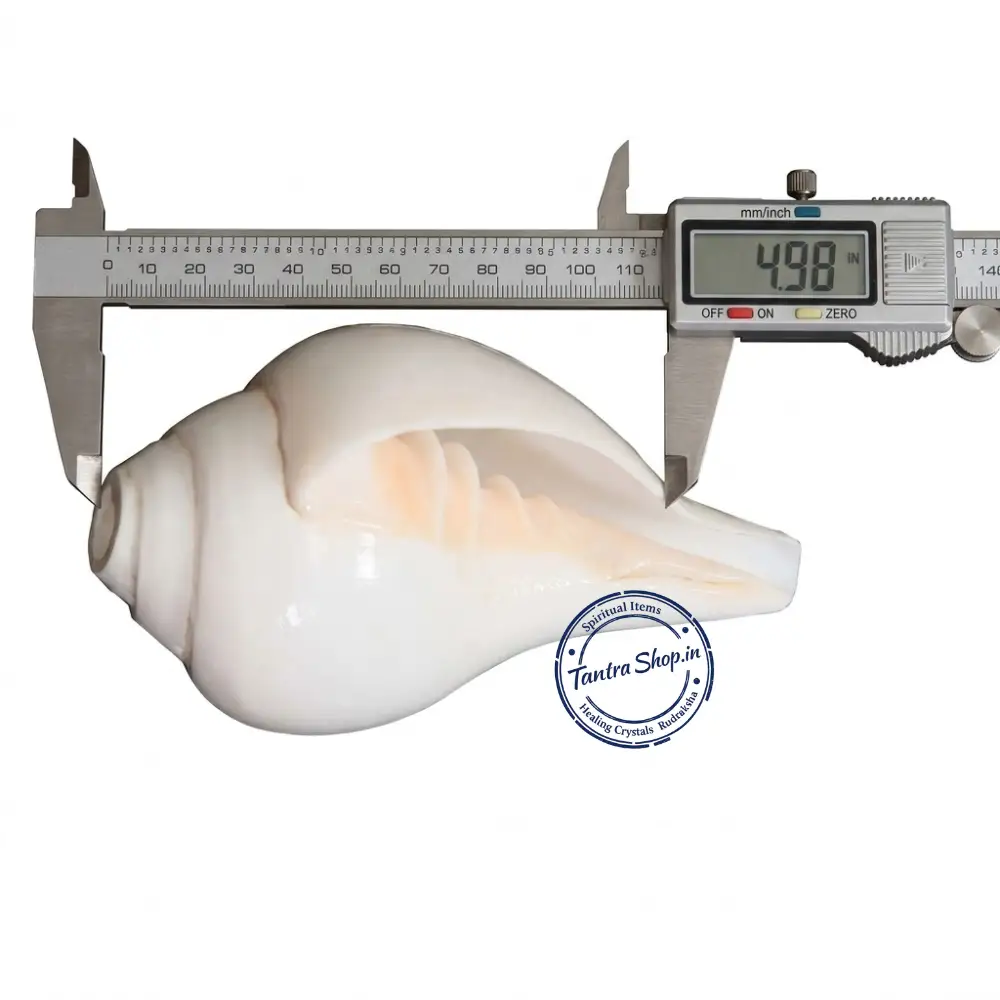 Natural Blowing Shankh – Side Structure View Natural shankh side view conch shell blowing