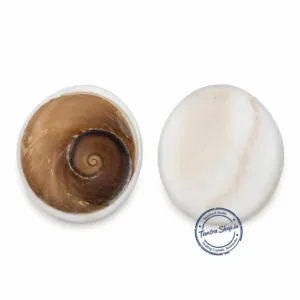 Premium gomti chakra 3 inch decorative display