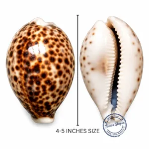 Close up tiger cowrie shell natural spotted texture