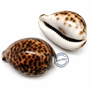 Tiger kaudi big size lakshmi cowrie shell original