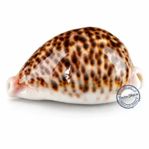 Tiger kaudi lakshmi puja cowrie shell spiritual use